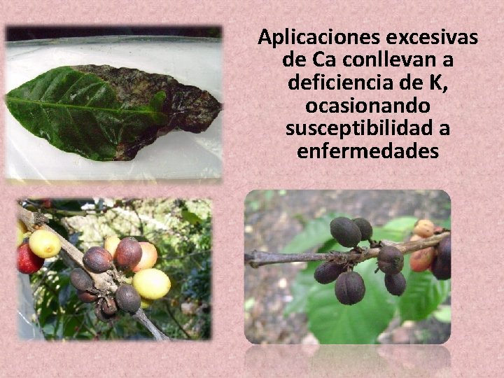 Aplicaciones excesivas de Ca conllevan a deficiencia de K, ocasionando susceptibilidad a enfermedades Aplicaciones excesivas de Ca conllevan a deficiencia de K, ocasionando susceptibilidad a enfermedades