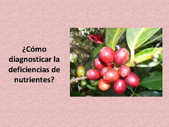 ¿Cómo diagnosticar la deficiencias de nutrientes? ¿Cómo diagnosticar la deficiencias de nutrientes?