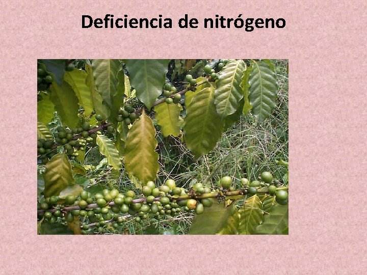 Deficiencia de nitrógeno Deficiencia de nitrógeno