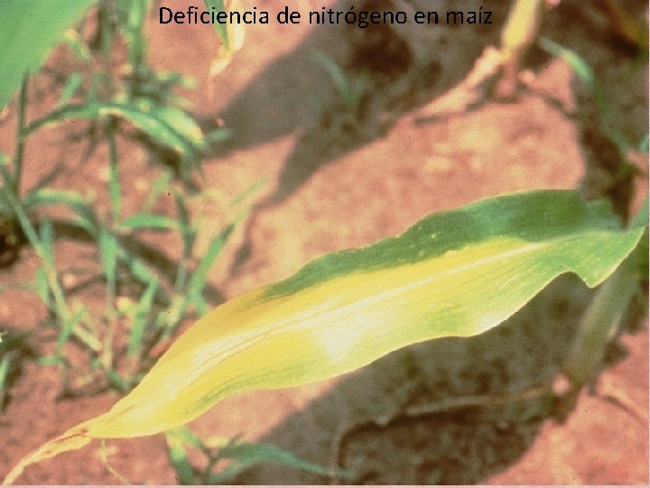 Deficiencia de nitrógeno en maíz Deficiencia de nitrógeno en maíz