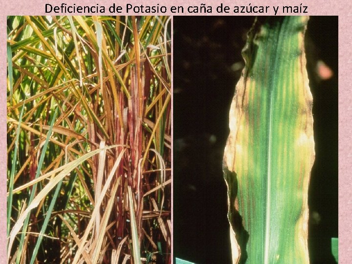 Deficiencia de Potasio en caña de azúcar y maíz Deficiencia de Potasio en caña de azúcar y maíz