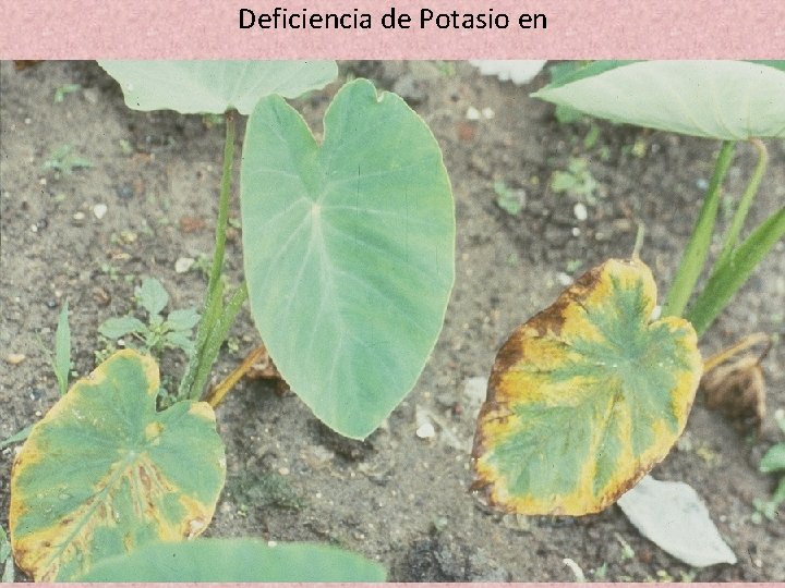 Deficiencia de Potasio en Deficiencia de Potasio en
