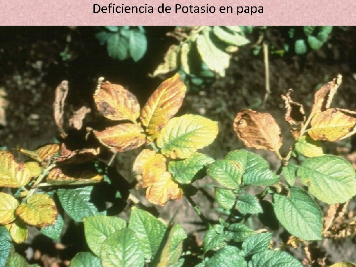 Deficiencia de Potasio en papa Deficiencia de Potasio en papa