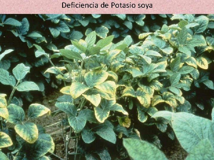 Deficiencia de Potasio soya Deficiencia de Potasio soya