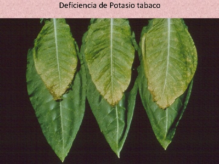 Deficiencia de Potasio tabaco Deficiencia de Potasio tabaco