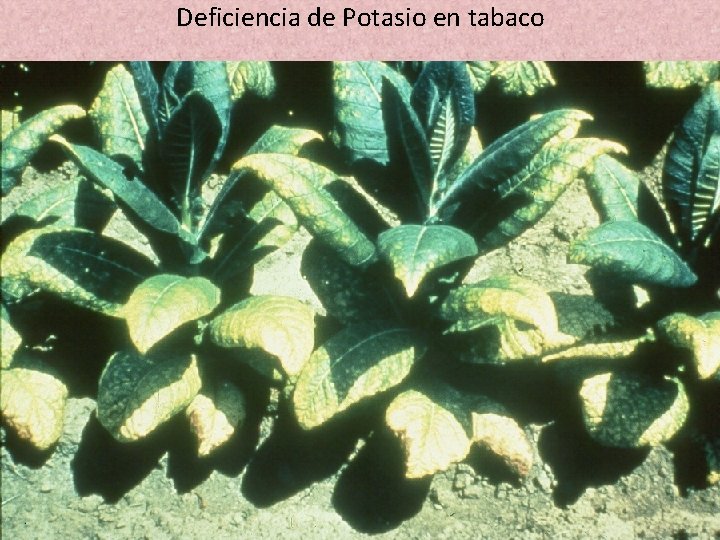 Deficiencia de Potasio en tabaco Deficiencia de Potasio en tabaco