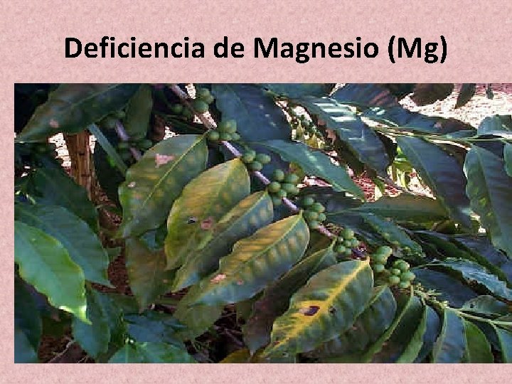 Deficiencia de Magnesio (Mg) Deficiencia de Magnesio (Mg)