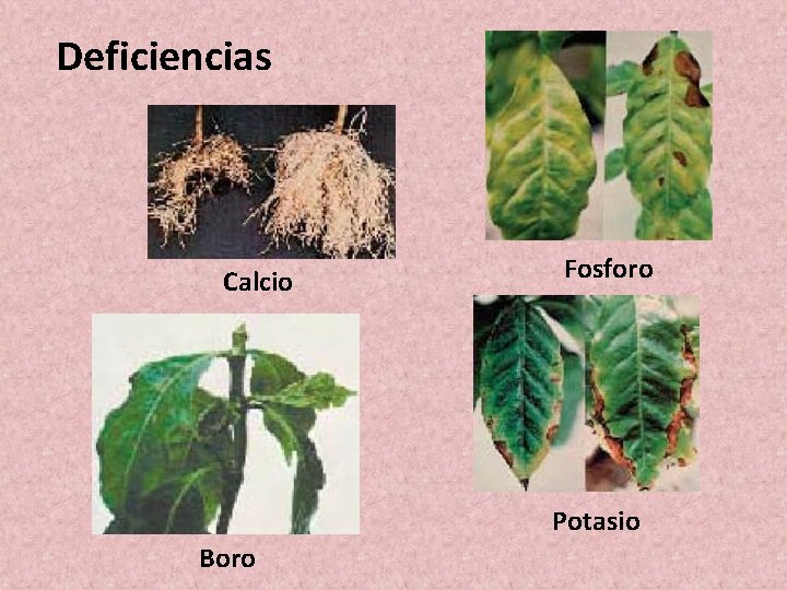 Deficiencias Calcio Fosforo Potasio Boro Deficiencias Calcio Fosforo Potasio Boro