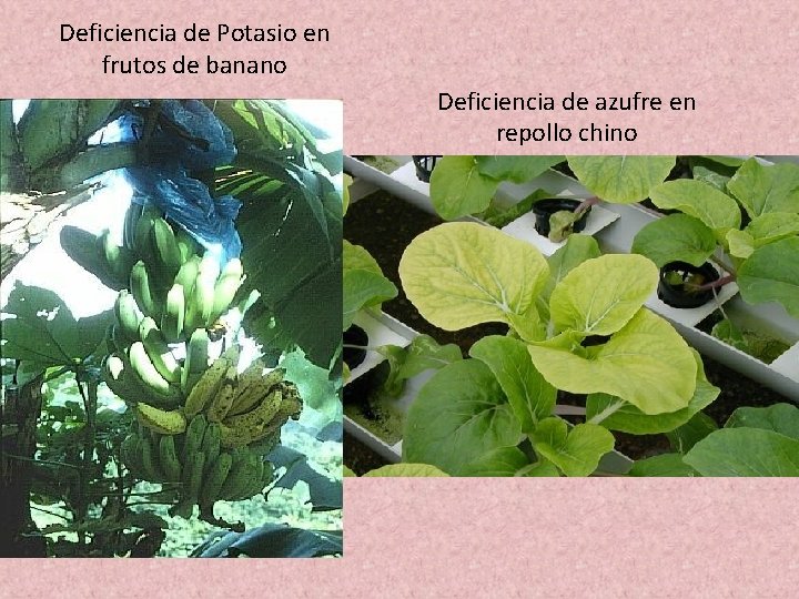 Deficiencia de Potasio en frutos de banano Deficiencia de azufre en repollo chino Deficiencia de Potasio en frutos de banano Deficiencia de azufre en repollo chino