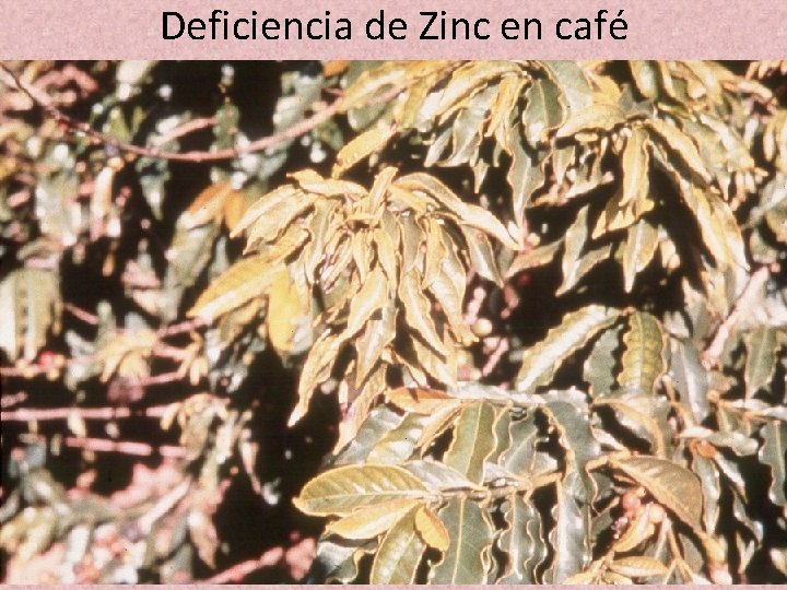 Deficiencia de Zinc en café Deficiencia de Zinc en café