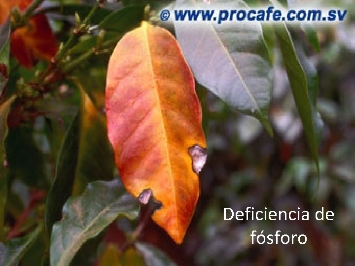 Deficiencia de fósforo Deficiencia de fósforo
