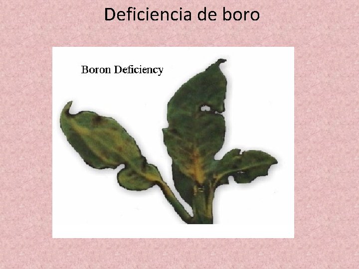 Deficiencia de boro Deficiencia de boro