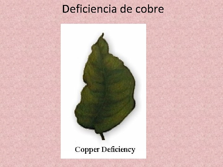 Deficiencia de cobre Deficiencia de cobre
