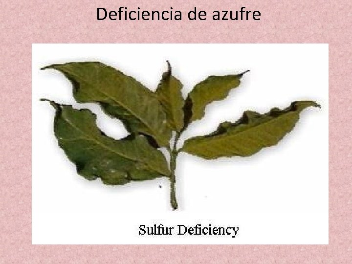 Deficiencia de azufre Deficiencia de azufre