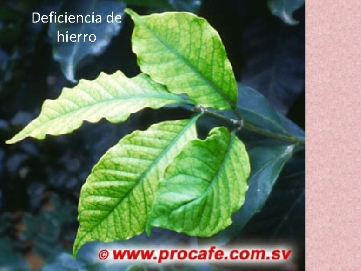 Deficiencia de hierro Deficiencia de hierro