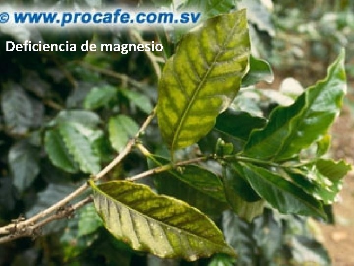 Deficiencia de magnesio Deficiencia de magnesio