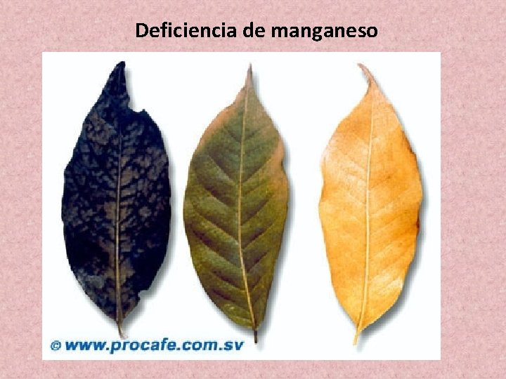 Deficiencia de manganeso Deficiencia de manganeso