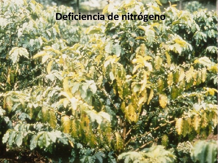 Deficiencia de nitrógeno Deficiencia de nitrógeno