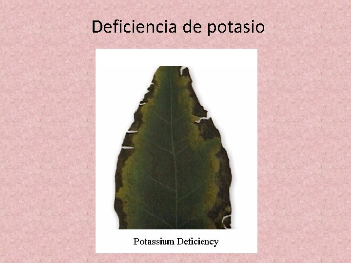Deficiencia de potasio Deficiencia de potasio