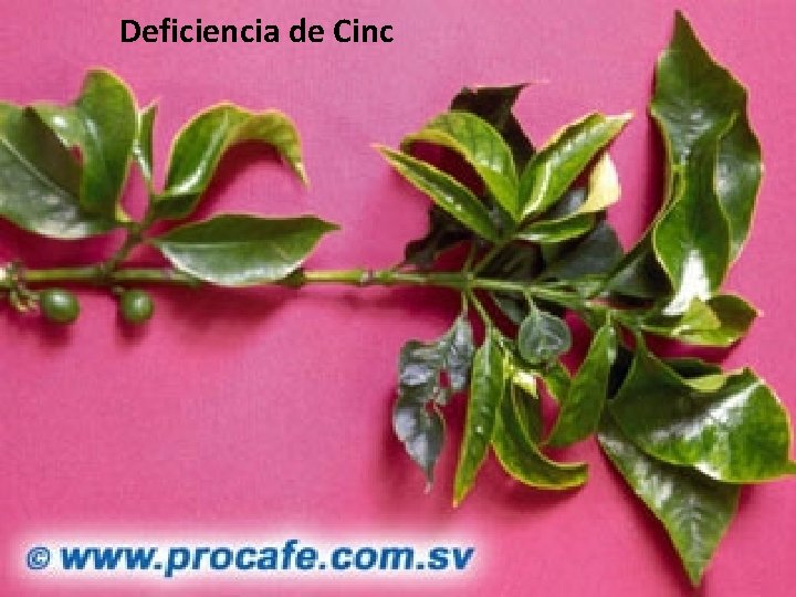 Deficiencia de Cinc Deficiencia de Cinc