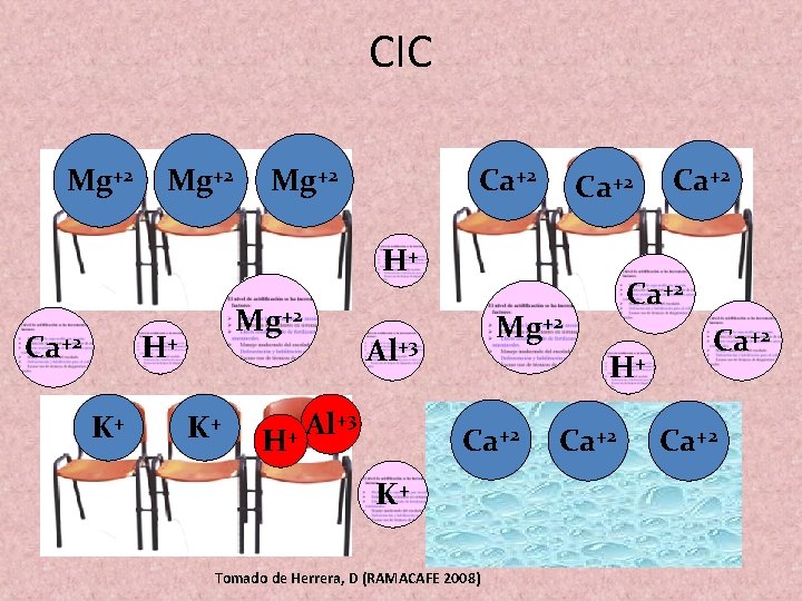 CIC - - - Mg+2 Ca+2 H+ Ca+2 Mg+2 H+ - - - K+ CIC - - - Mg+2 Ca+2 H+ Ca+2 Mg+2 H+ - - - K+