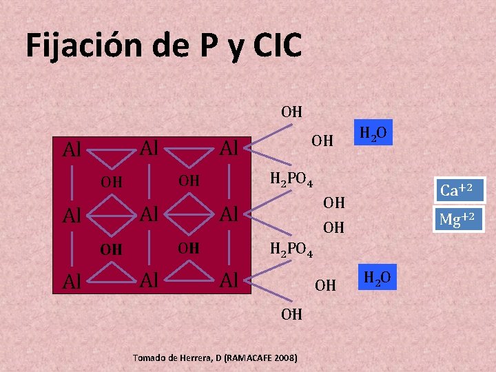 Fijación de P y CIC O OH H Al Al Al H 2 O Fijación de P y CIC O OH H Al Al Al H 2 O