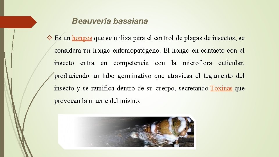 Beauveria bassiana Es un hongos que se utiliza para el control de plagas de