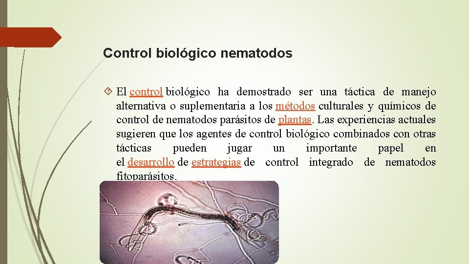  Control biológico nematodos El control biológico ha demostrado ser una táctica de manejo