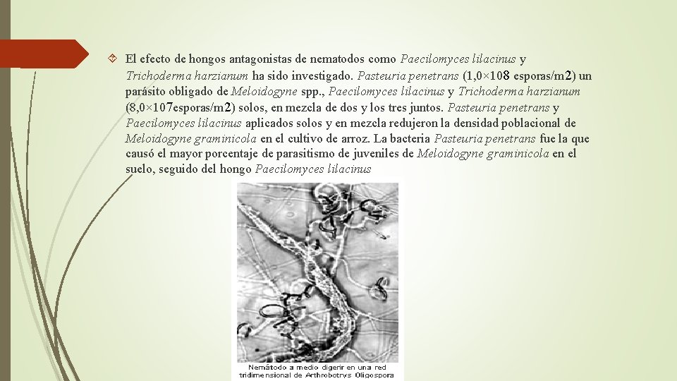  El efecto de hongos antagonistas de nematodos como Paecilomyces lilacinus y Trichoderma harzianum