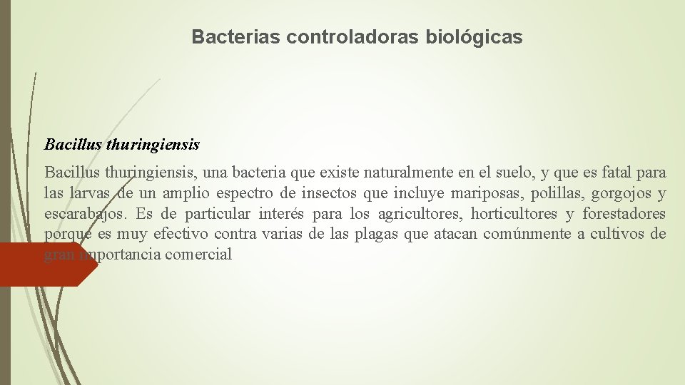 Bacterias controladoras biológicas Bacillus thuringiensis, una bacteria que existe naturalmente en el suelo, y