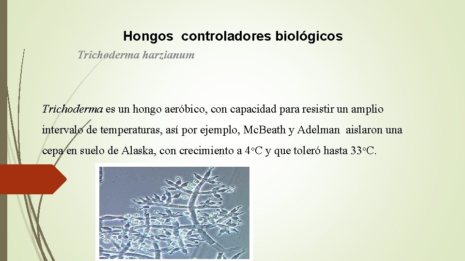 Hongos controladores biológicos Trichoderma harzianum Trichoderma es un hongo aeróbico, con capacidad para resistir