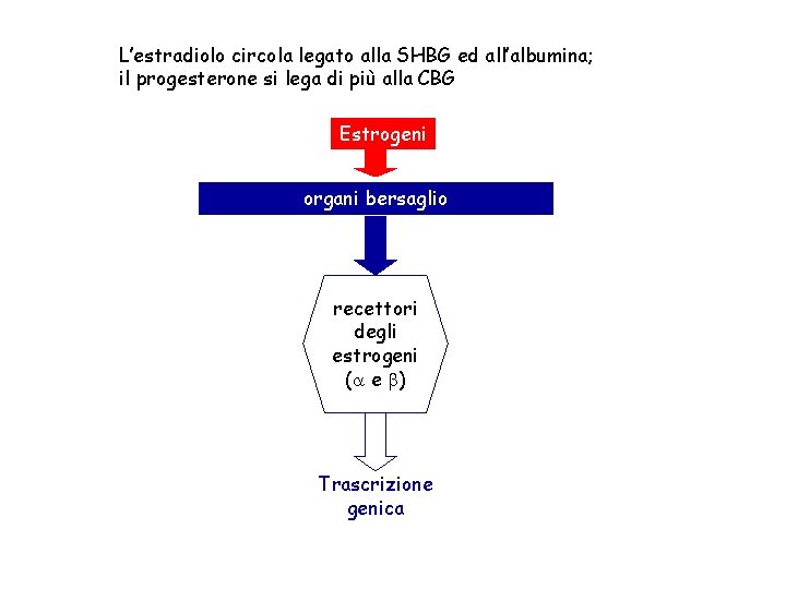 L’estradiolo circola legato alla SHBG ed all’albumina; il progesterone si lega di più alla