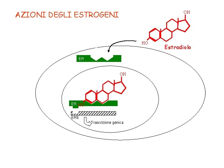 AZIONI DEGLI ESTROGENI OH HO ER OH ER HO ERE Trascrizione genica Estradiolo 