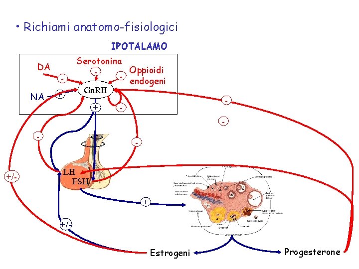  • Richiami anatomo-fisiologici IPOTALAMO DA NA + Serotonina Oppioidi endogeni Gn. RH +