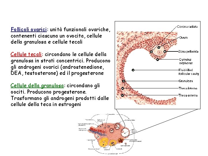 Follicoli ovarici: unità funzionali ovariche, contenenti ciascuna un ovocita, cellule della granulosa e cellule