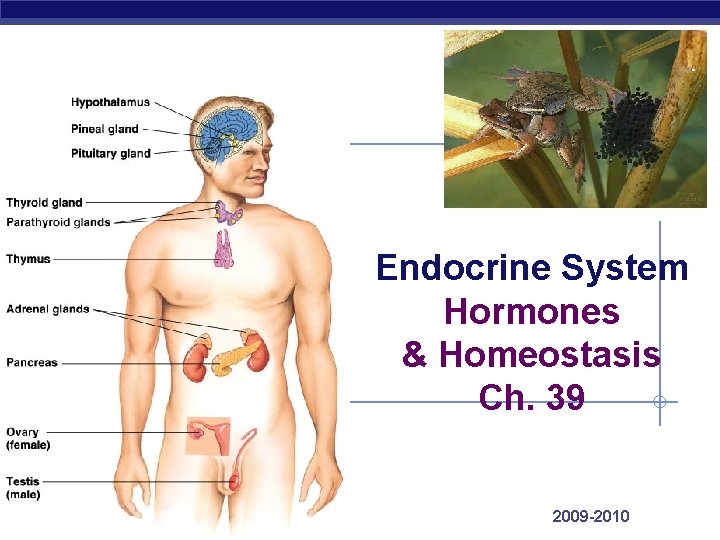 Endocrine System Hormones & Homeostasis Ch. 39 Regents Biology 2009 -2010 