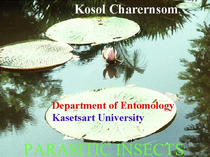 Kosol Charernsom Department of Entomology Kasetsart University PARASITIC INSECTS 