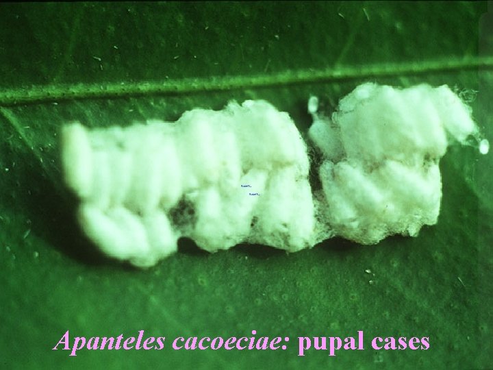 Apanteles cacoeciae: pupal cases 