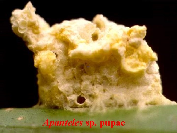 Apanteles sp. pupae 