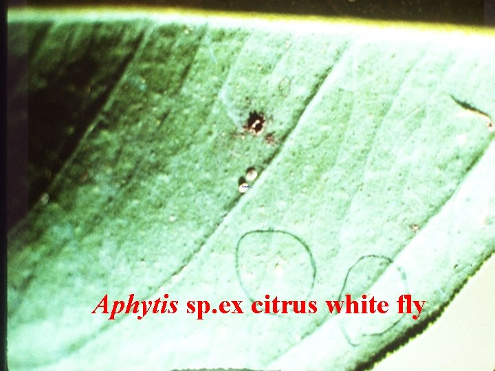 Aphytis sp. ex citrus white fly 