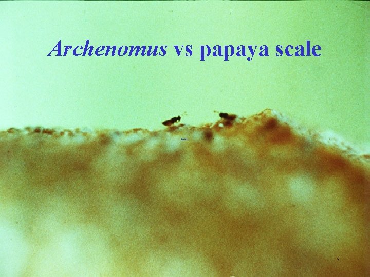 Archenomus vs papaya scale 