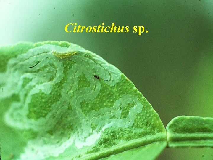 Citrostichus sp. 