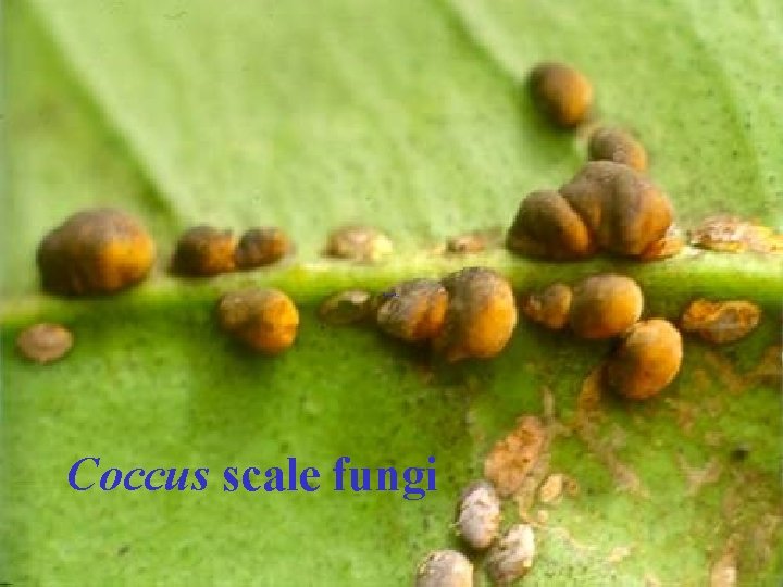 Coccus scale fungi 