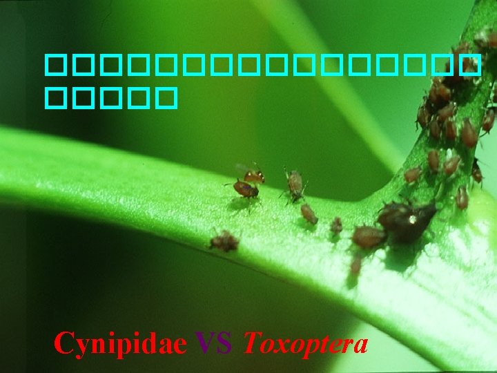 �������� Cynipidae VS Toxoptera 