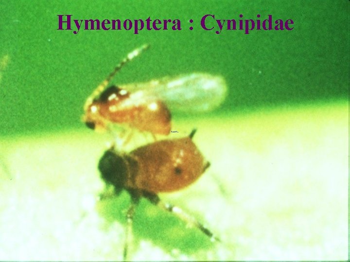 Hymenoptera : Cynipidae 