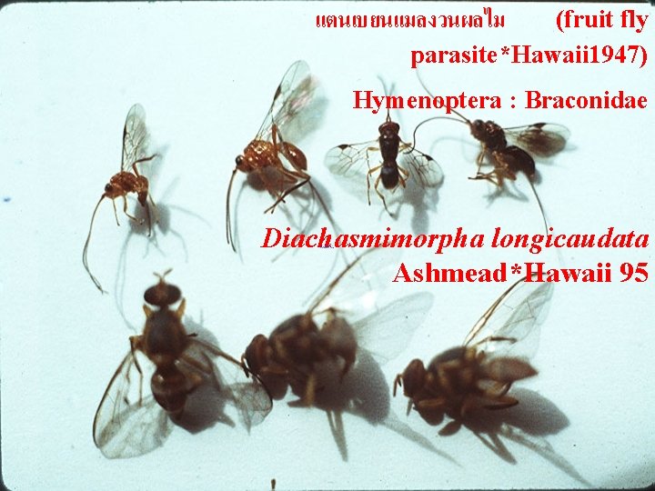 แตนเบยนแมลงวนผลไม (fruit fly parasite*Hawaii 1947) Hymenoptera : Braconidae Diachasmimorpha longicaudata Ashmead*Hawaii 95 