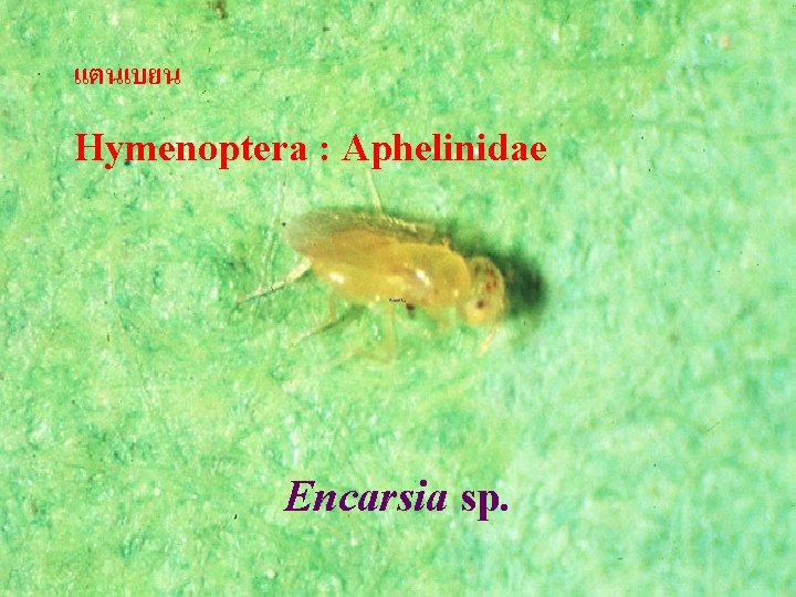 แตนเบยน Hymenoptera : Aphelinidae Encarsia sp. 