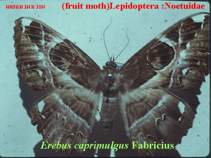 ผเสอมวนหวาน (fruit moth)Lepidoptera : Noctuidae Erebus caprimulgus Fabricius 