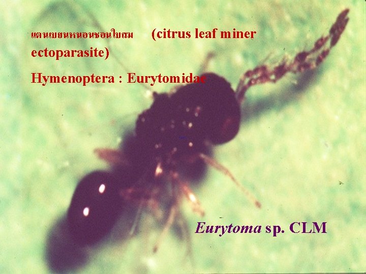 แตนเบยนหนอนชอนใบสม ectoparasite) (citrus leaf miner Hymenoptera : Eurytomidae Eurytoma sp. CLM 