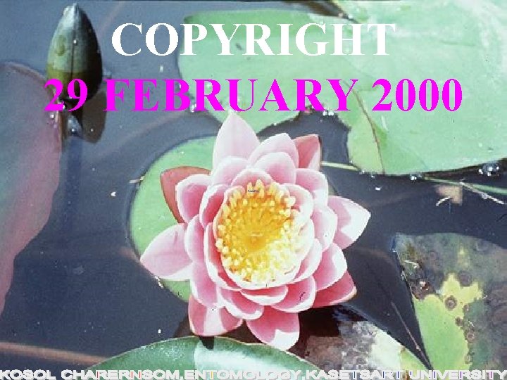 COPYRIGHT 29 FEBRUARY 2000 